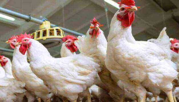 Chicken Prices Break All Previous Records in Pakistan