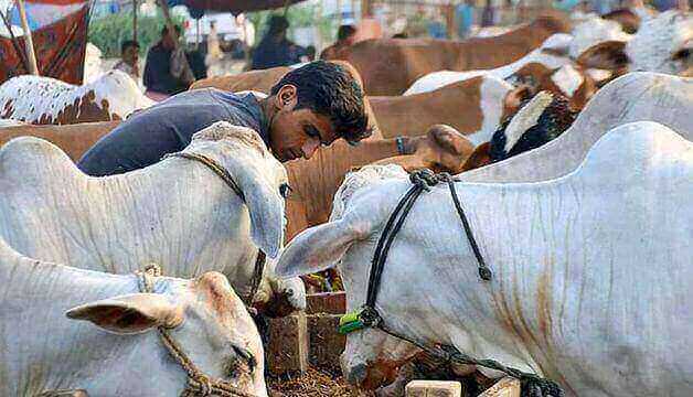 Eid-ul-Adha 2023 on 29th June, Thursday in Pakistan