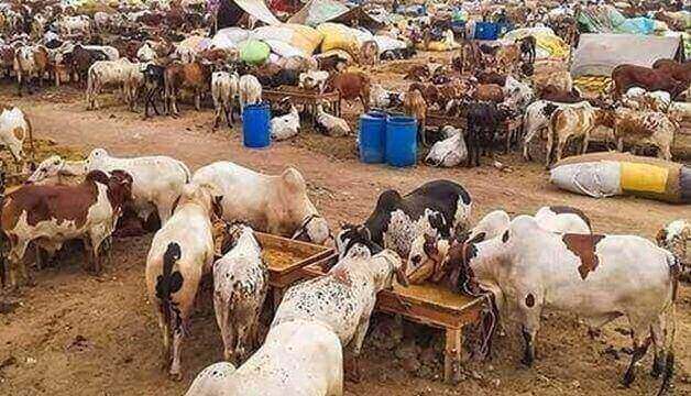 Federal Govt is Surprisingly Extending The Eid-ul-Adha Holidays