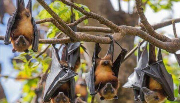 Nipah Virus: Origin, Symptoms, Diagnosis, Treatment, Outbreak, Cases