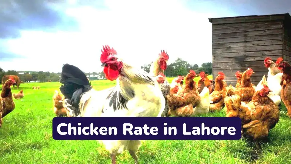 Lahore Chicken Rate Today